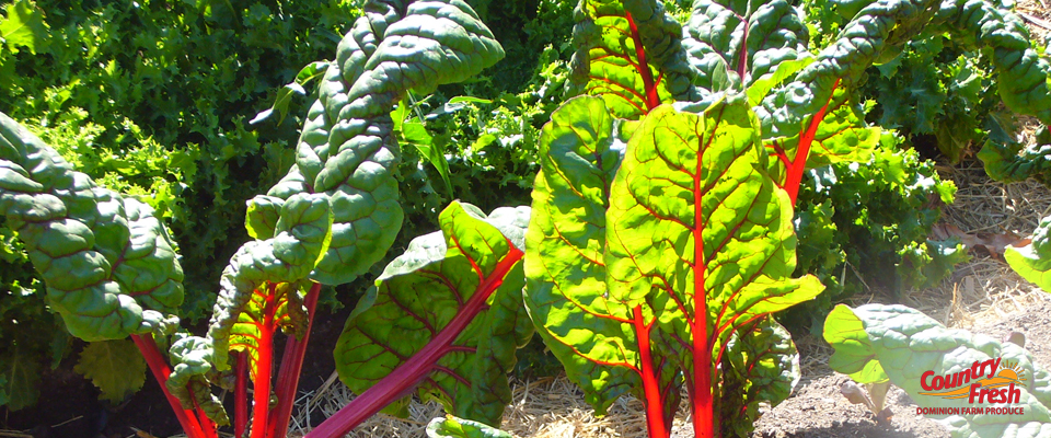 Growing Country Fresh Brand Red Beets
