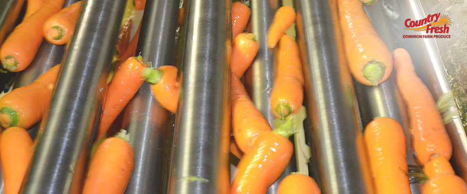 Rolling Country Fresh Brand Carrots