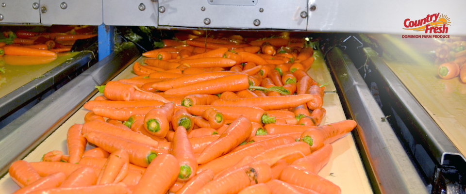 Drying Country Fresh Brand Carrots