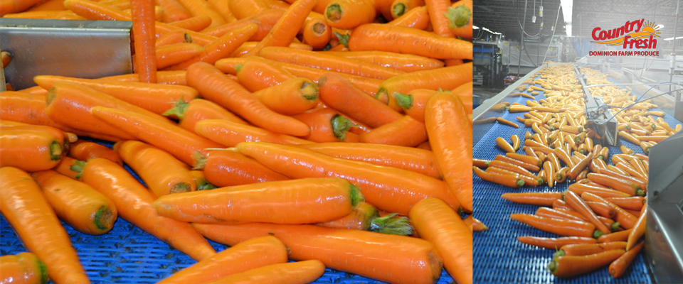 Sorting Country Fresh Brand Carrots