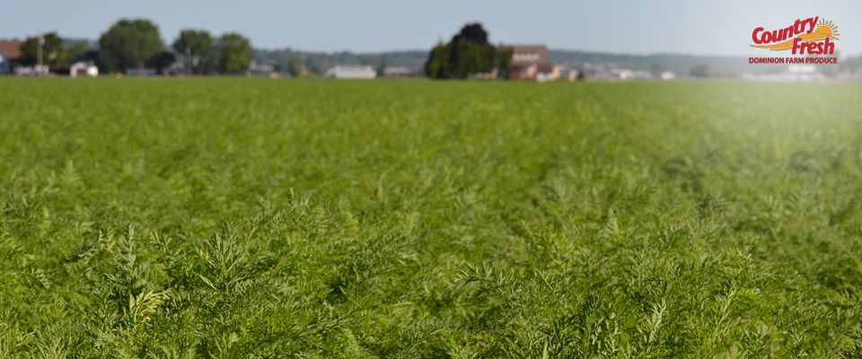 Dominion Farm Produce Locally Farmed Carrot Field