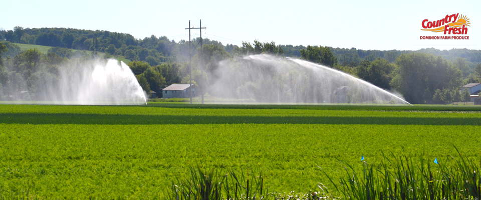 Dominion Farm Produce Farms