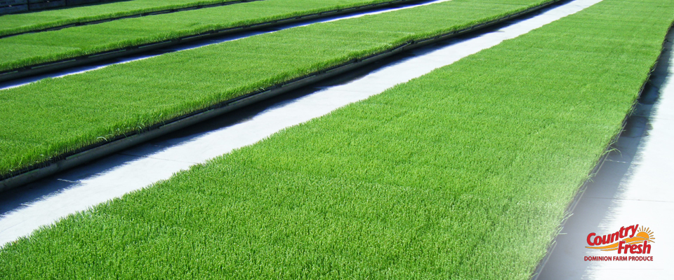 Growing Country Fresh Brand Onions