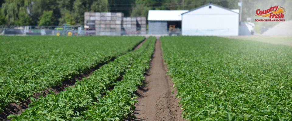 Country Fresh Brand Parsnips