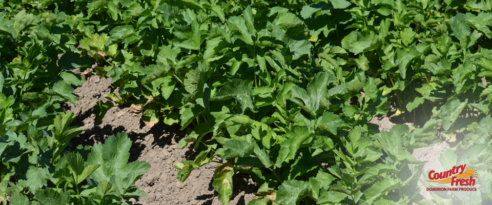 Parsnips Country Fresh Brand