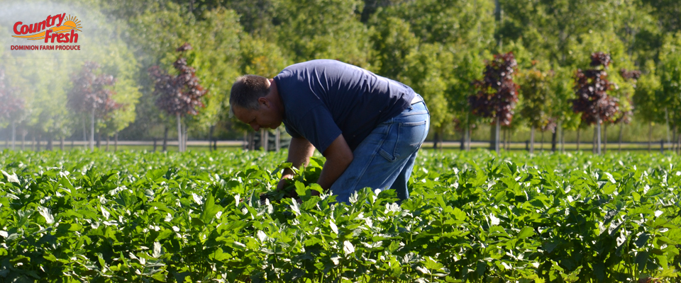 Picking Country Fresh Brand Parsnips